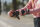 Powerslide Schützer-Set Inlineskate PRO Series Damen (schwarz/grau/pfirsich) XL