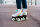 Chaya Rollschuh Bliss Adjustable Vanilla 39-42